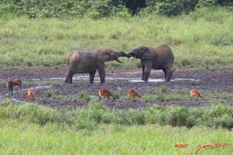 LANGOUE-Bai-Elephants-Joute-Amicale-7IMG_8012wtmk-web