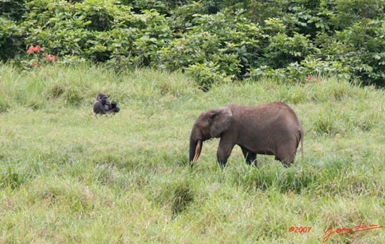 LANGOUE-Bai-Gorille-et-Elephant-7IMG_7945wtmk-Web