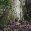054 LANGOUE 2 Arbre Irvingia grandifolia 10E5K2IMG_62551wtmk.jpg