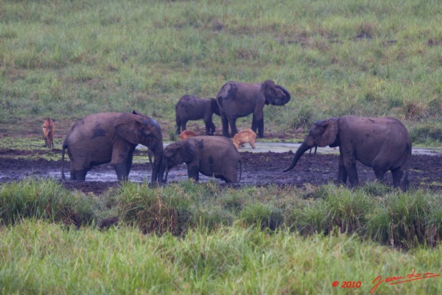 122 LANGOUE 2 Bai Elephants et Sitatungas Femelles 10E50IMG_32115wtmk.jpg