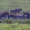 122 LANGOUE 2 Bai Elephants et Sitatungas Femelles 10E50IMG_32115wtmk.jpg