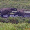 123 LANGOUE 2 Bai Elephants dans la Saline 10E50IMG_32122wtmk.jpg