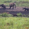 127 LANGOUE 2 Bai Elephants et Sitatungas Male et Femelles 10E50IMG_32138wtmk.jpg