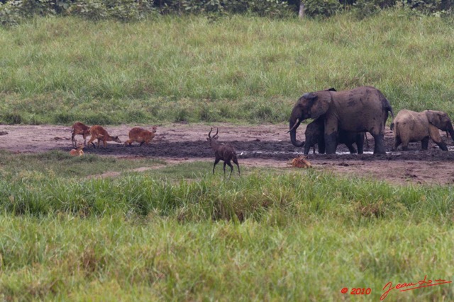 128 LANGOUE 2 Bai Elephants et Sitatungas Male et Femelles 10E50IMG_32143wtmk.jpg