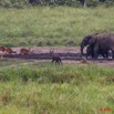128 LANGOUE 2 Bai Elephants et Sitatungas Male et Femelles 10E50IMG_32143wtmk.jpg