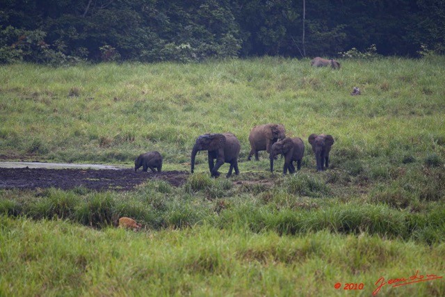 129 LANGOUE 2 Bai Elephants et Sitatungas f 10E5K2IMG_61936wtmk.jpg