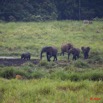 129 LANGOUE 2 Bai Elephants et Sitatungas f 10E5K2IMG_61936wtmk.jpg