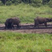 130 LANGOUE 2 Bai Elephants dans la Saline 10E50IMG_32154wtmk.jpg