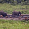 133 LANGOUE 2 Bai Elephants avec Potamocheres et Sitatungas 10E50IMG_32163wtmk.jpg