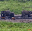 135 LANGOUE 2 Bai Elephants Potamocheres et Sitatunga f 10E5K2IMG_61968awtmk.jpg