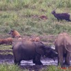 138 LANGOUE 2 Bai Elephants avec Potamocheres et Sitatungas 10E50IMG_32168awtmk.jpg