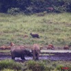 139 LANGOUE 2 Bai Elephants avec Potamocheres et Sitatungas 10E50IMG_32168wtmk.jpg