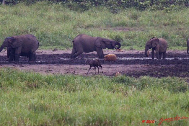 143 LANGOUE 2 Bai Elephants Sitatunga Male et Potamochere 10E50IMG_32178wtmk.jpg