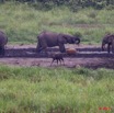 143 LANGOUE 2 Bai Elephants Sitatunga Male et Potamochere 10E50IMG_32178wtmk.jpg