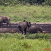 149 LANGOUE 2 Bai Elephants et Potamocheres 10E50IMG_32193wtmk.jpg