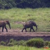 151 LANGOUE 2 Bai Elephants Sortants de la Saline 10E50IMG_32208wtmk.jpg