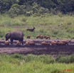 153 LANGOUE 2 Bai Elephants Sitatunga Male et Potamocheres 10E50IMG_32210wtmk.jpg