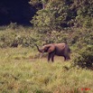 164 LANGOUE 2 Bai Elephant Entrant dans la Saline 10E50IMG_32272wtmk.jpg