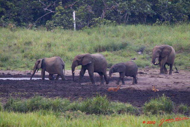 165 LANGOUE 2 Bai Elephants en Troupeau Entrant dans la Saline 10E50IMG_32277wtmk.jpg