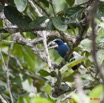 210 LANGOUE 2 Bai Oiseau Echenilleur Bleu Coracina azurea 10E5K2IMG_62174wtmk.jpg