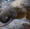 110 MILOLE Bai de la Cascade Elephant 2 10E5K2IMG_65176wtmk.jpg