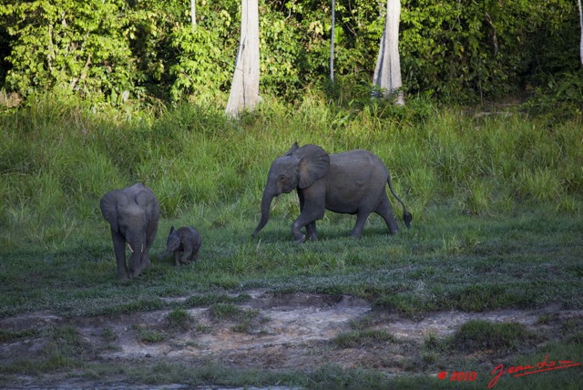 013 MOUPIA 5 Bai Arrivee Famille Elephants 10E5K2IMG_64455wtmk.jpg