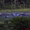 035 MOUPIA 5 Bai Elephants 31 a la Tombee de la Nuit 10E5K2IMG_64576wtmk.jpg