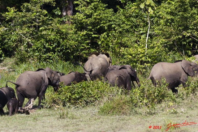 007 MOUPIA 6 Elephants au Bai 1 11E5K2IMG_69297wtmk.jpg