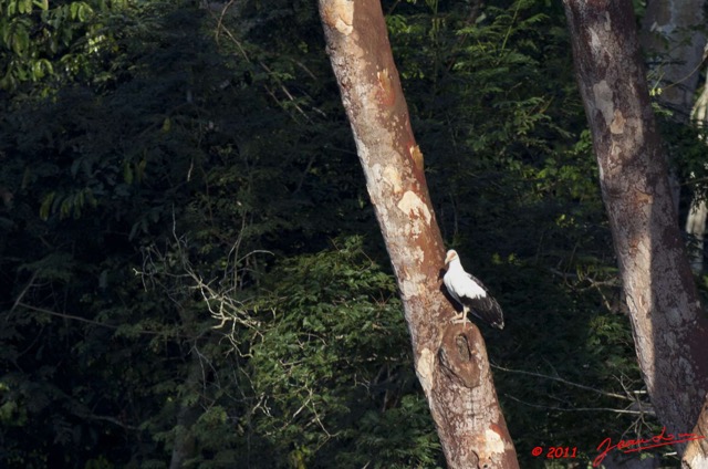 029 MOUPIA 6 Oiseau Palmiste Africain Gypohierax angolensis 11E5K2IMG_69349wtmk.jpg
