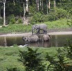 061 MOUPIA 7 le Bai Elephants Loxodonta africana cyclotis Famille et Solitaire 14E5K3IMG_96514wtmk.jpg