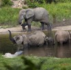 062 MOUPIA 7 le Bai Elephants Loxodonta africana cyclotis Famille et Solitaire 14E5K3IMG_96516wtmk.jpg