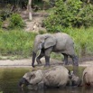063 MOUPIA 7 le Bai Elephants Loxodonta africana cyclotis Famille et Solitaire 14E5K3IMG_96518wtmk.jpg