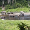 069 MOUPIA 7 le Bai Elephants Loxodonta africana cyclotis Familles 14E5K3IMG_96554wtmk.jpg