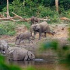 022 MOUPIA 10 Bai 1 Elephants Groupe 9 Pachydermes Arrivee Groupe de 8 Nouveaux 17E5K3IMG_123781_DxOwtmk.jpg