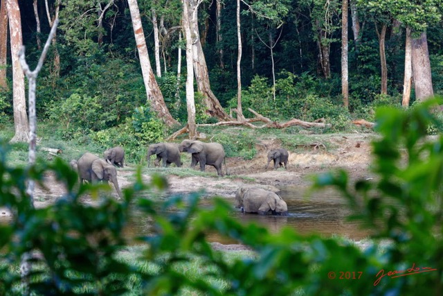 023 MOUPIA 10 Bai 1 Elephants Groupe 9 Pachydermes Arrivee Groupe de 8 Nouveaux 17E5K3IMG_123783_DxOawtmk.jpg