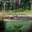 027 MOUPIA 10 Bai 1 Elephants Groupe 9 Pachydermes Baignade 17E5K3IMG_123769_DxOawtmk.jpg