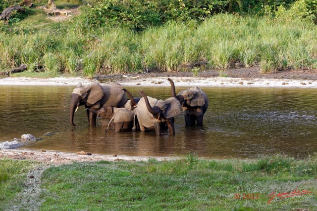 031 MOUPIA 10 Bai 1 Elephants Groupe 9 Pachydermes Baignade 17E5K3IMG_123774_DxOawtmk.jpg