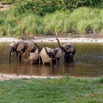 031 MOUPIA 10 Bai 1 Elephants Groupe 9 Pachydermes Baignade 17E5K3IMG_123774_DxOawtmk.jpg