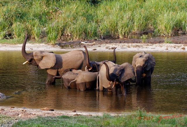 032 MOUPIA 10 Bai 1 Elephants Groupe 9 Pachydermes Baignade 17E5K3IMG_123775_DxOawtmk.jpg