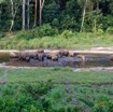 036 MOUPIA 10 Bai 1 Elephants Groupe 17 Pachydermes Baignade 17E5K3IMG_123787_DxOawtmk.jpg