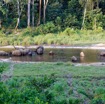 042 MOUPIA 10 Bai 1 Elephants Groupe 17 Pachydermes Baignade 17E5K3IMG_123800_DxOwtmk.jpg