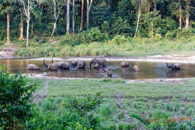 043 MOUPIA 10 Bai 1 Elephants Groupe 17 Pachydermes Baignade 17E5K3IMG_123805_DxOwtmk.jpg