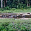 045 MOUPIA 10 Bai 1 Elephants Groupe 17 Pachydermes Baignade et Arrivee 3 Nouveaux 17E5K3IMG_123812_DxOawtmk.jpg