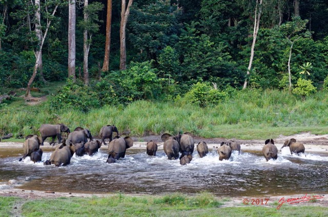 048 MOUPIA 10 Bai 1 Elephants Groupe 22 Pachydermes Depart 17E5K3IMG_123816_DxOwtmk.jpg