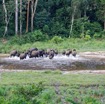 049 MOUPIA 10 Bai 1 Elephants Groupe 22 Pachydermes Depart 17E5K3IMG_123818_DxOwtmk.jpg