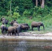 052 MOUPIA 10 Bai 1 Elephants Groupe 22 Pachydermes Attente 17E5K3IMG_123824_DxOwtmk.jpg
