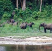 055 MOUPIA 10 Bai 1 Elephants Groupe 22 Pachydermes Attente 17E5K3IMG_123835_DxOwtmk.jpg