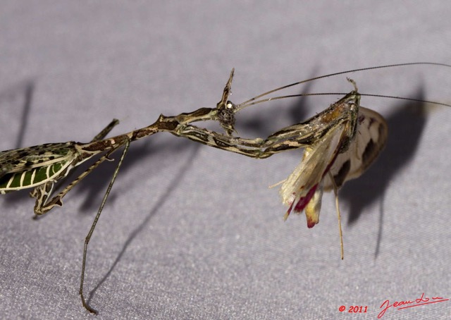 035 BELINGA Insecte Dictyoptere Mante Devorant sa Proie 11E50IMG_32565wtmk.jpg