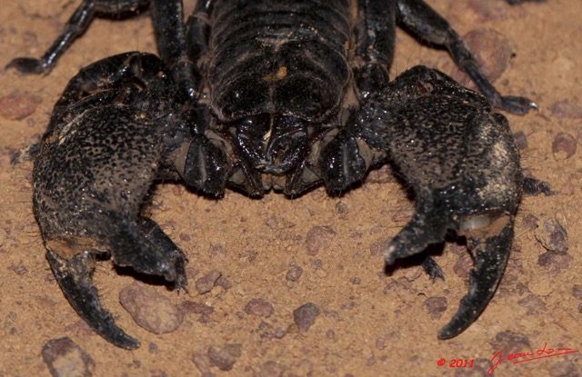 090 BELINGA Arthropode Scorpion Pandinus imperator 11E50IMG_32613awtmk.jpg