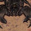 090 BELINGA Arthropode Scorpion Pandinus imperator 11E50IMG_32613awtmk.jpg